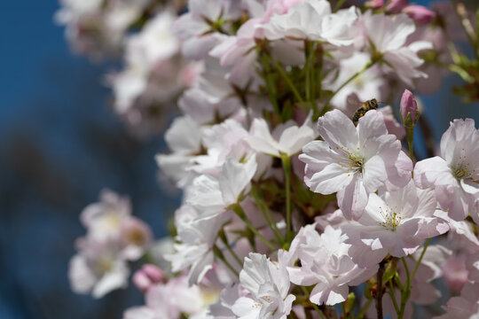 Bright white and pink blossoms appear on the fruit tree in the spring.