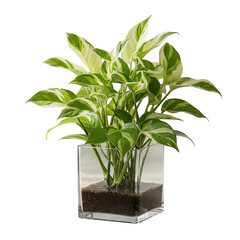 Fototapeta premium Variegated pothos houseplant in square glass vase, lush green and white devil's ivy indoor plant, decorative epipremnum aureum with soil for home office decor