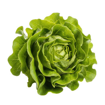 Fresh green butterhead lettuce head, organic bibb lettuce with vibrant ruffled leaves, raw butter lettuce for healthy salad recipes, crisp garden vegetable for culinary use