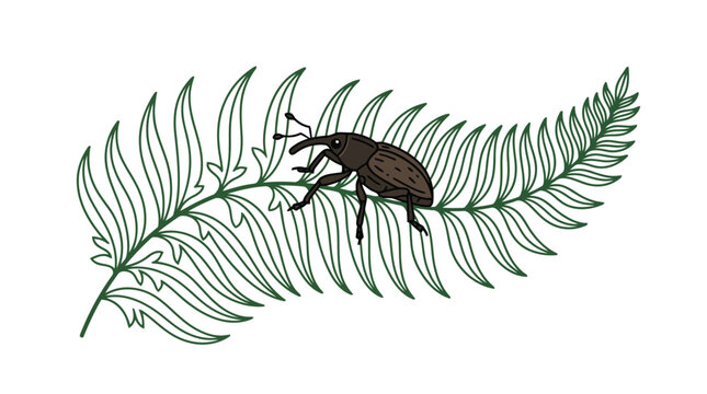 Detailed black weevil insect perched on green textured fern leaf in botanical illustration style isolated on white background