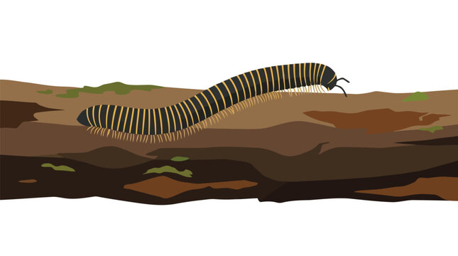 Striped millipede crawling across decaying fallen tree branch in forest floor environmental view isolated on white background