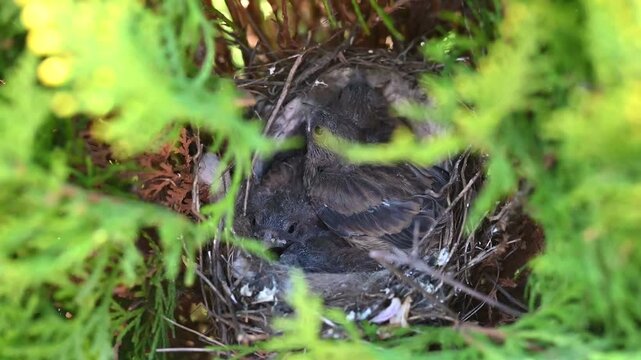 Close-up wildlife video of young songbird chicks resting in a natural nest hidden among dense green branches. 