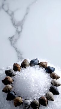 A circle of diverse seashells resting on a bed of glistening crushed ice with a blurred marble background showcasing a cool natural aesthetic