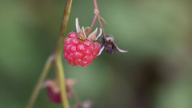 Macro closeup ripe raspberry on stem, dewy drupelets and dried calyx, shallow focus with soft green bokeh, textured surface revealing ripening process, wild hedgerow mood, subtle morning sunlight