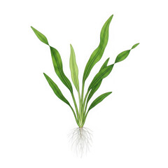 Fototapeta premium A green plant with long leaves and a white root system on a plain white background isolated on transparent background, PNG