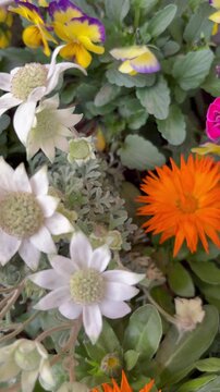 Slow slider shot from a orange gazania to flannel flowers