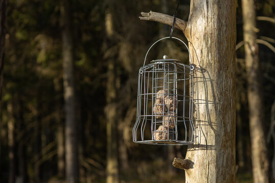 A squirrel-proof metal bird feeder cage filled with nutritious suet balls hangs from a dry tree branch in a sunlit forest, providing essential food for wild birds during the cold winter season