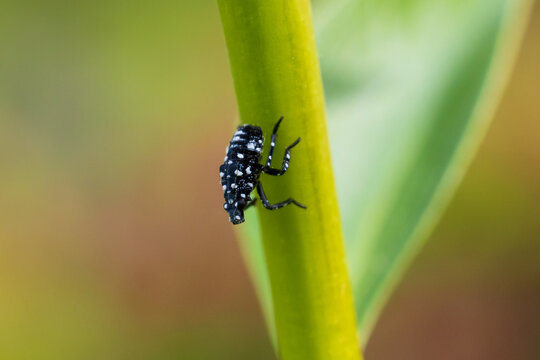 First instar Spotted Lanternfly nymph, black with white spots.