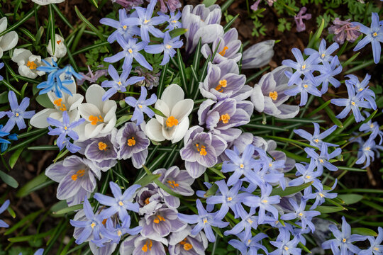 Spring field with blossoming white crocuses, blue hyacinths and wildflowers, many Crocus vernus and hyacinth starting to bloom in early spring, perennials growing from bulbs outdoors in garden.
