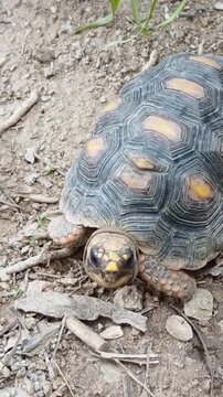 Un primer plano de una tortuga de tama&ntilde;o mediano caminado lento en un piso de tierra. Video vertical 