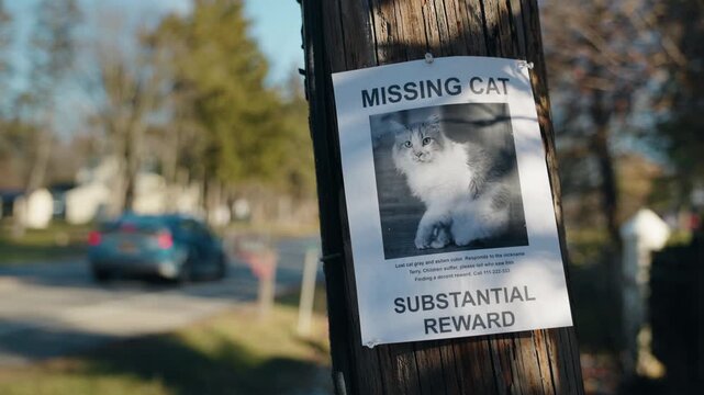 Missing cat poster with photo on wooden pole in suburban street, public notice offering reward for lost pet information
