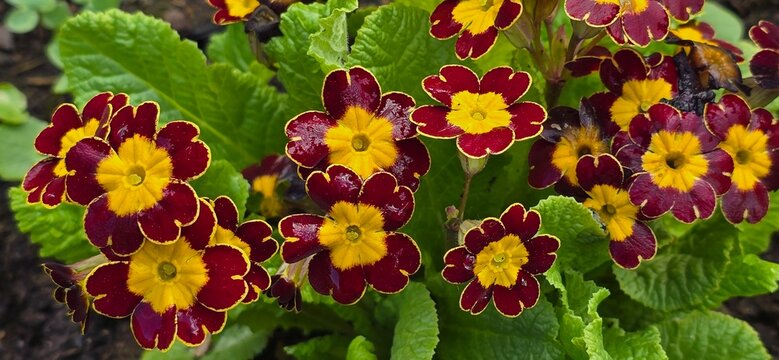 Nahaufnahme von dunkelroten Primeln (Primula) mit gelber Mitte im Fr&uuml;hlingsgarten
