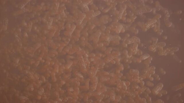 Microscopic view of microorganisms in a liquid medium, showcasing the gradual movement and clustering of cells in a warm environment under controlled lighting conditions