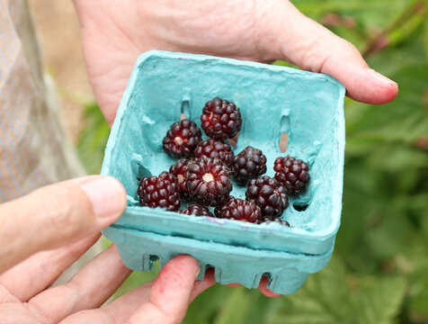 container of blackberries