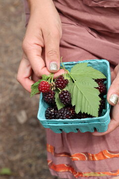 girl picking berries