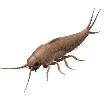Silverfish insect illustration with detailed brown scales, common household pest bug for pest control services, realistic silverfish Lepisma saccharinum macro view isolated on Transparent Background