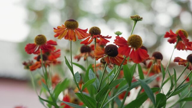 Macro closeup orange coneflowers with dew, soft bokeh background, wet petals, green foliage, morning light, shallow depth of field, vivid orange and red tones, botanical detail for garden photography