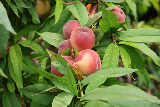 peach tree