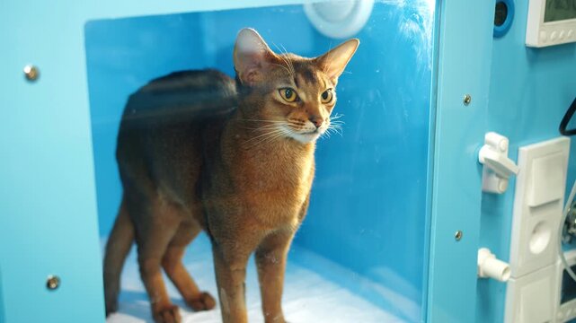 Abyssinian cat inside transparent blue incubator in alert stance looking at camera and mouth midmeow. Veterinary equipment and tubing visible, active exploratory behavior in clinical environment.