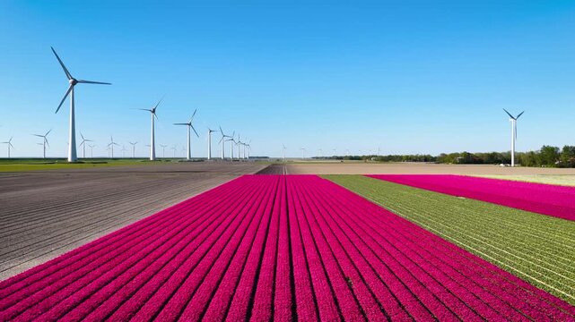 Aerial drone view of wind turbines in a blooming agricultural field. Sustainable green energy farm with flowers, renewable electricity, and clean technology infrastructure.