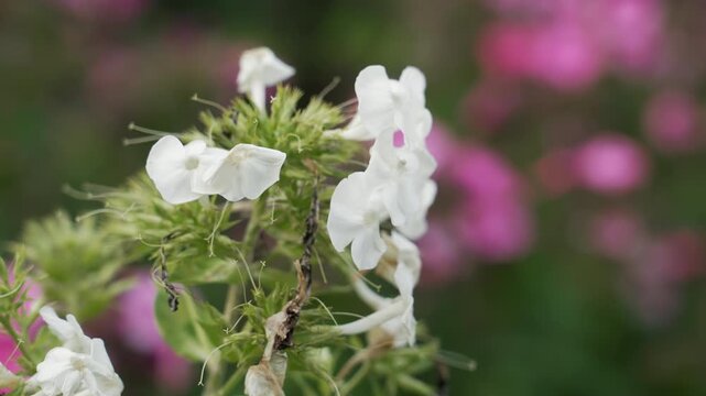 Macro closeup white phlox bloom green stems pink bokeh background, small insect activity, botanist study perspective, pollinator observation, delicate petals and textured foliage, natural garden