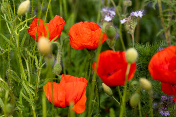 Obraz premium Summer meadow filled with red poppies and wild blooms scenic rural landscape background
