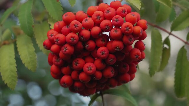 Macro extreme closeup red rowan berries cluster, glossy skin and starshaped calyx on each fruit, shallow depth of field with crisp central focus, cool green leaf backdrop and energetic harvest vibe