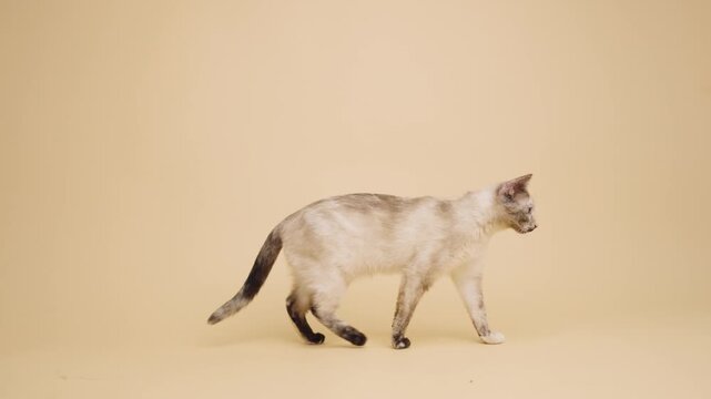 Elegant siamese cat walking gracefully from left to right. Beautiful purebred domestic animal with a light coat and dark points