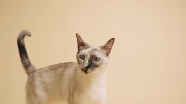 Beautiful siamese cat with blue eyes curiously looking around and up, then licking its nose. Domestic feline with unique markings isolated on a solid yellow background