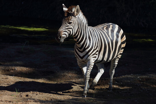 Steppenzebra / Burchell's zebra / Equus quagga burchellii