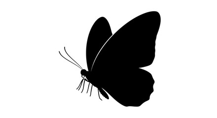 Black butterfly silhouette, insect icon, vector illustration, animal symbol © MD