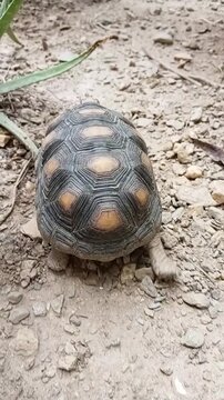 Un primer plano de una tortuga de tama&ntilde;o mediano caminado lento en un piso de tierra. Video vertical 