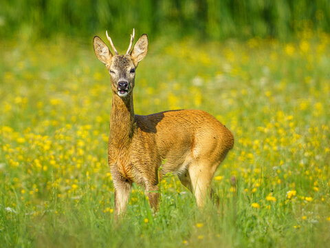 Młody rogacz sarny (Capreolus capreolus) na kwitnącej, słonecznej łące. Portret dzikiego zwierzęcia w naturalnym środowisku. Tematyka: przyroda, fauna, ekologia i polska wieś.