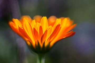 Pomarańczowy nagietek lekarski (Calendula officinalis) z profilu. Makrofotografia kwiatu na rozmytym tle (bokeh). Artystyczne ujęcie natury, letni ogród i rośliny lecznicze. © Henryk Niestrój