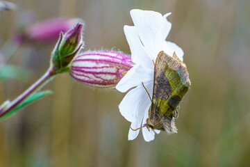 Ćma z rodziny sówkowatych spijająca nektar z kwiatu lepnicy białej (Silene latifolia) na letniej łące. Zbliżenie makro na owada i biały kwiat w naturalnym środowisku. Dzika przyroda. © Henryk Niestrój