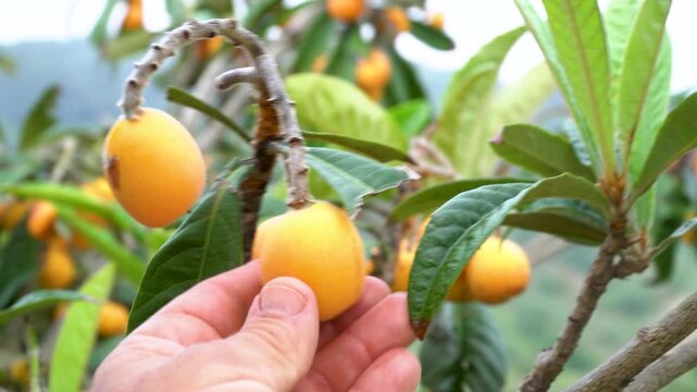 A person picks a loquat from the tree..