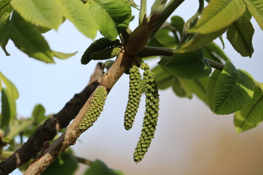 Manchurian walnut (Juglans mandshurica) branch with young leaves and male catkins in spring