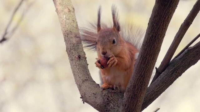 Red squirrel perches on tree branch, eating nut. Fluffy tail and alert ears frame curious expression. Soft focus background highlights animal's natural behaviour. Perfect for nature, wildlife