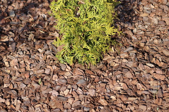 Close-up of a young thuja tree mulched with decorative pine bark in a sunny garden