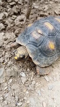 Un primer plano de una tortuga de tama&ntilde;o mediano caminado lento en un piso de tierra. Video vertical 