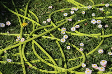 Coiled bright lime green garden hose on a green lawn with white daisies and yellow dandelion © kazakovmaksim