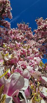 Zarte rosa Magnolienbl&uuml;ten an Zweigen vor strahlend blauem Fr&uuml;hlingshimmel