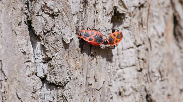 Two striking orange and black insects are seen mating on the rough texture of tree bark, showcasing their vibrant colours and unique patterns in a natural setting.