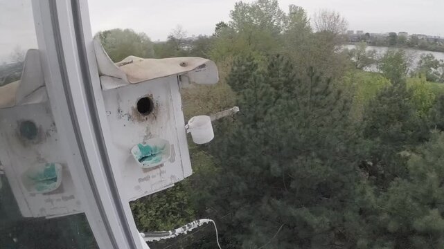 replenishment of the feeding trough for feeding chicks, fixed on the bird house on a very cold cloudy spring day, with millet