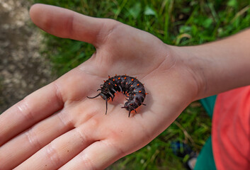 Spiky Caterpillar Resting in Child’s Hand © Cam