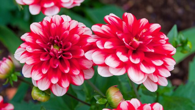 Decorative Dahlia pompon 'Diabolo'. Spectacular two-tone flowers adorned with red petals tipped with white atop dark strong stems bearing green lush foliage
