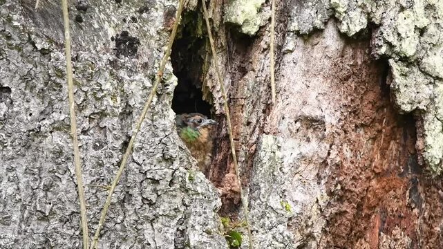 Quetzal chick in nest as adult male arrives feeding wildlife behavior