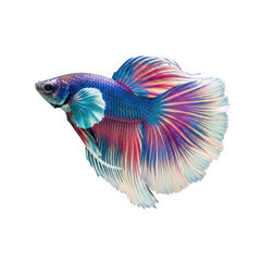 Fototapeta premium A colorful betta fish with blue and red fins isolated on transparent background, PNG