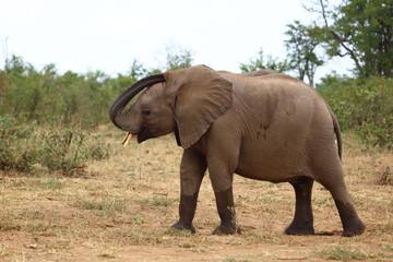 Fototapeta premium Afrikanischer Elefant / African elephant / Loxodonta africana