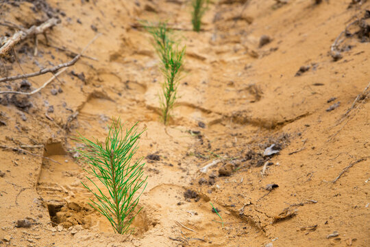 Green pine tree saplings planted by humans.